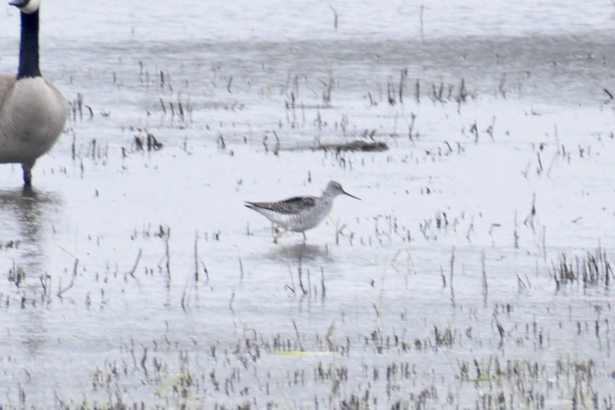 Greater Yellowlegs - Noah Daun