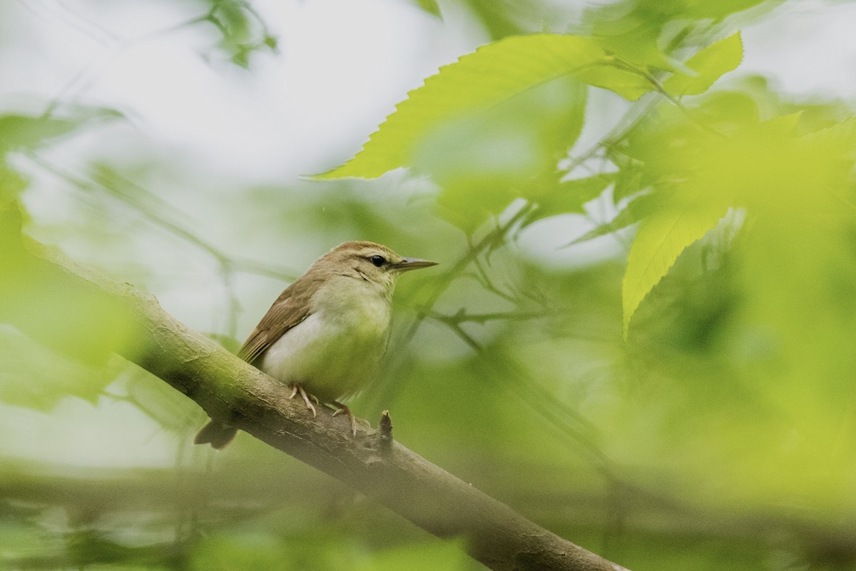 Swainson's Warbler - ML226641841