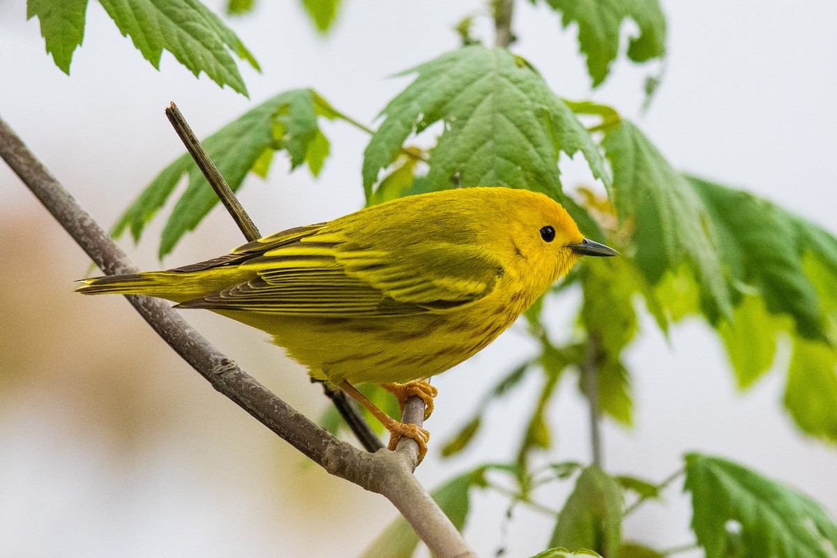 Yellow Warbler - Victor Stoll