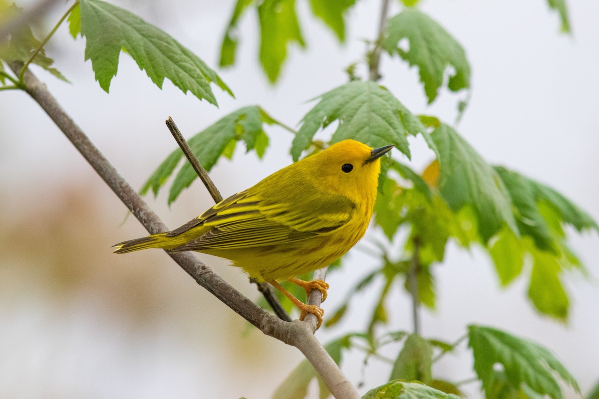 Yellow Warbler - Victor Stoll