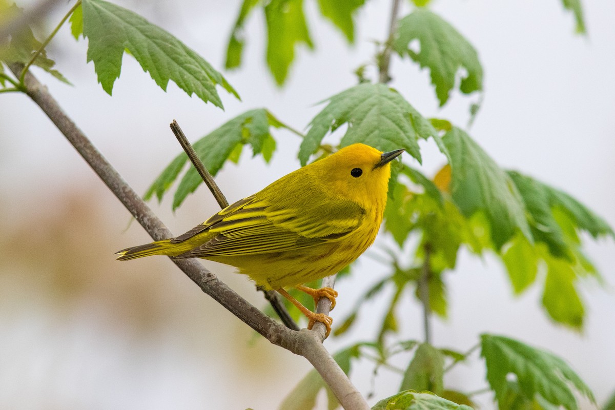 Yellow Warbler - ML226642451