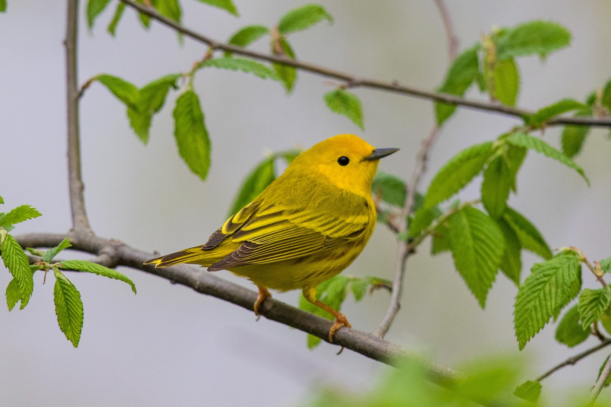 Yellow Warbler - Victor Stoll