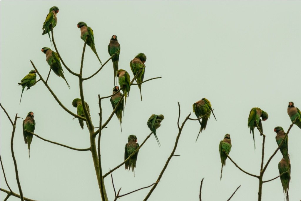 Red-breasted Parakeet - ML22664391