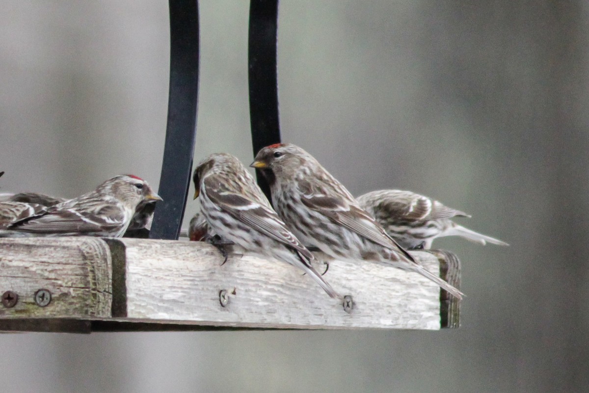 Common Redpoll (rostrata/islandica) - Louis Bevier