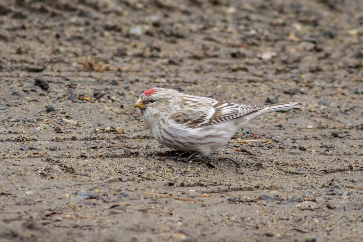 Hoary Redpoll - Louis Bevier