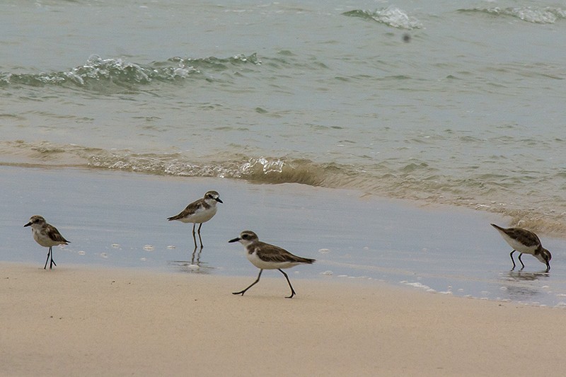 Greater Sand-Plover - ML22664491