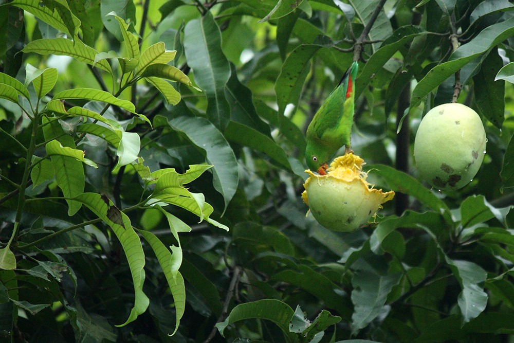 Vernal Hanging-Parrot - ML22664551