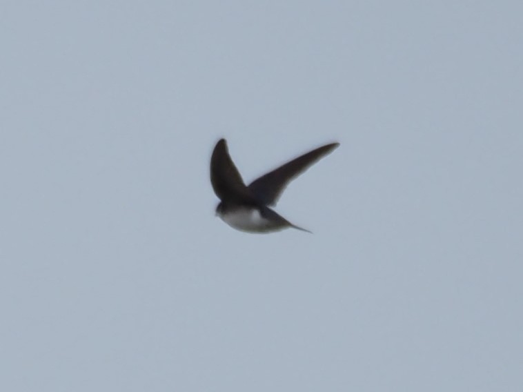 Northern Rough-winged Swallow - ML226646711