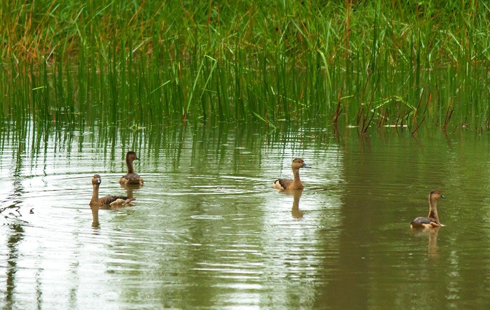 Lesser Whistling-Duck - Harikrishnan S