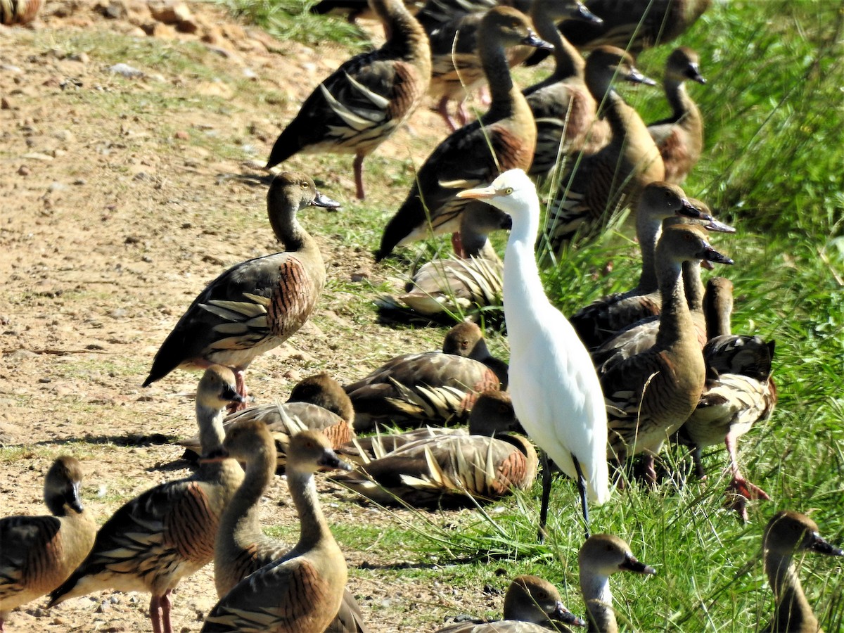 Plumed Whistling-Duck - ML226649551