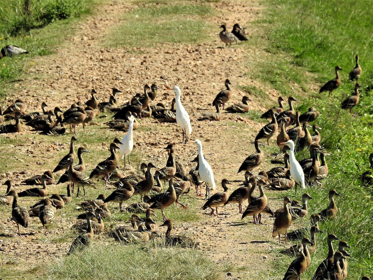 Plumed Whistling-Duck - David Eddington