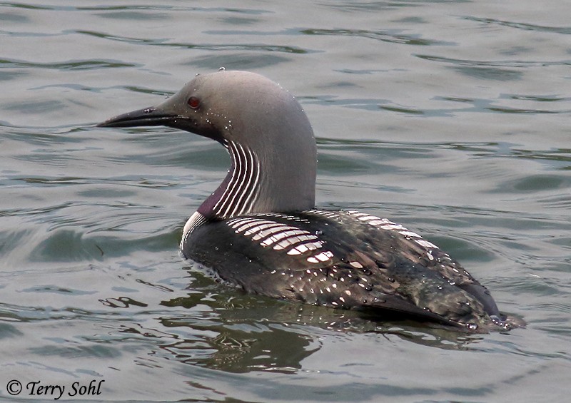 Pacific Loon - ML226649631