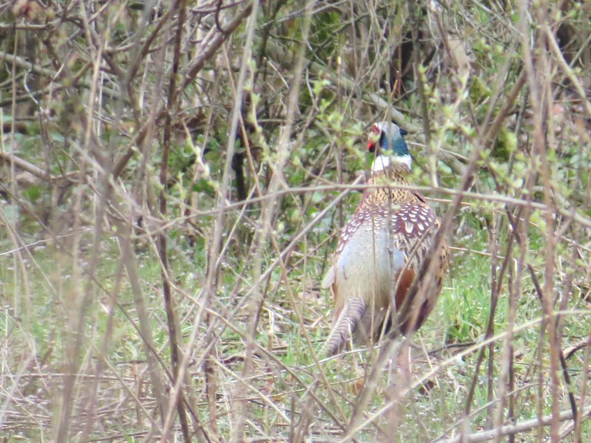 Зэрлэг гургуул - ML226649651