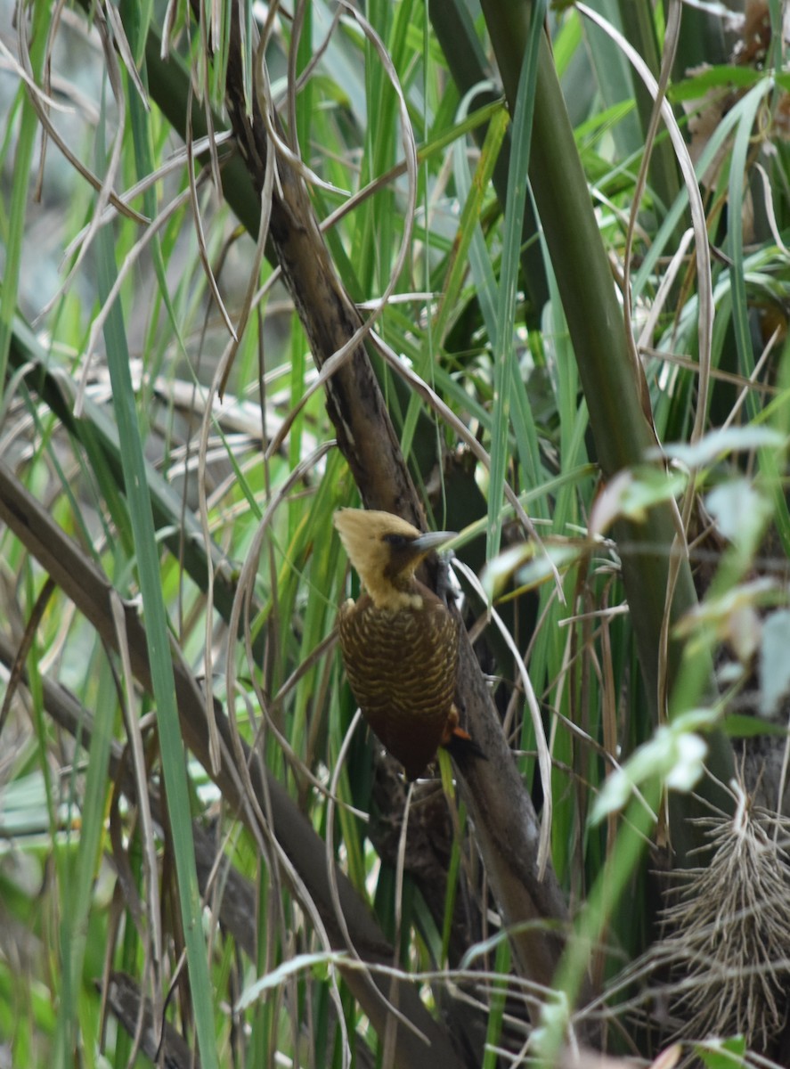 Pale-crested Woodpecker - ML226650641