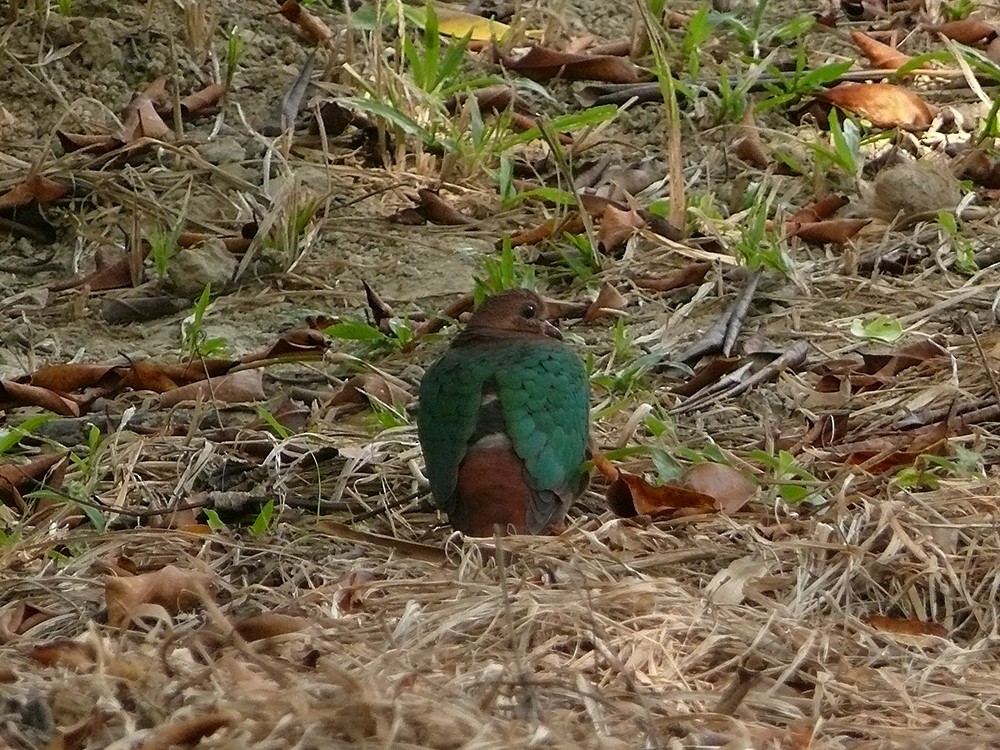 Asian Emerald Dove - ML22665171