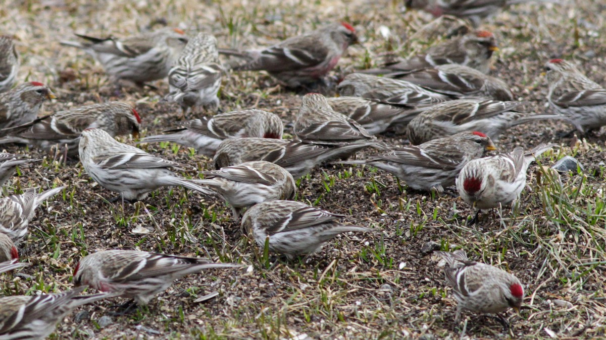 Hoary Redpoll - ML226652001