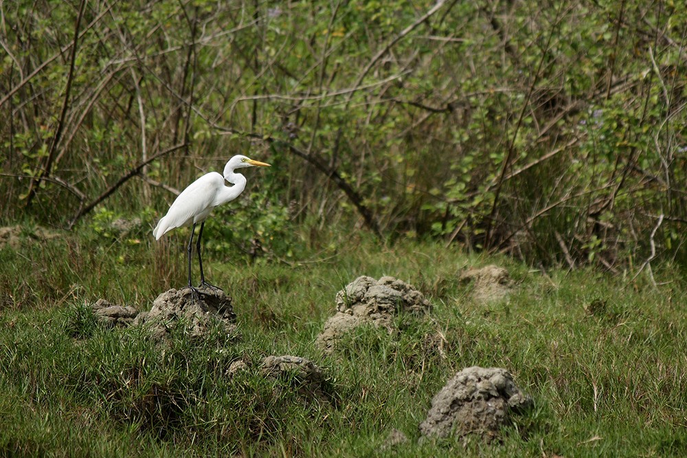 Medium Egret - Harikrishnan S