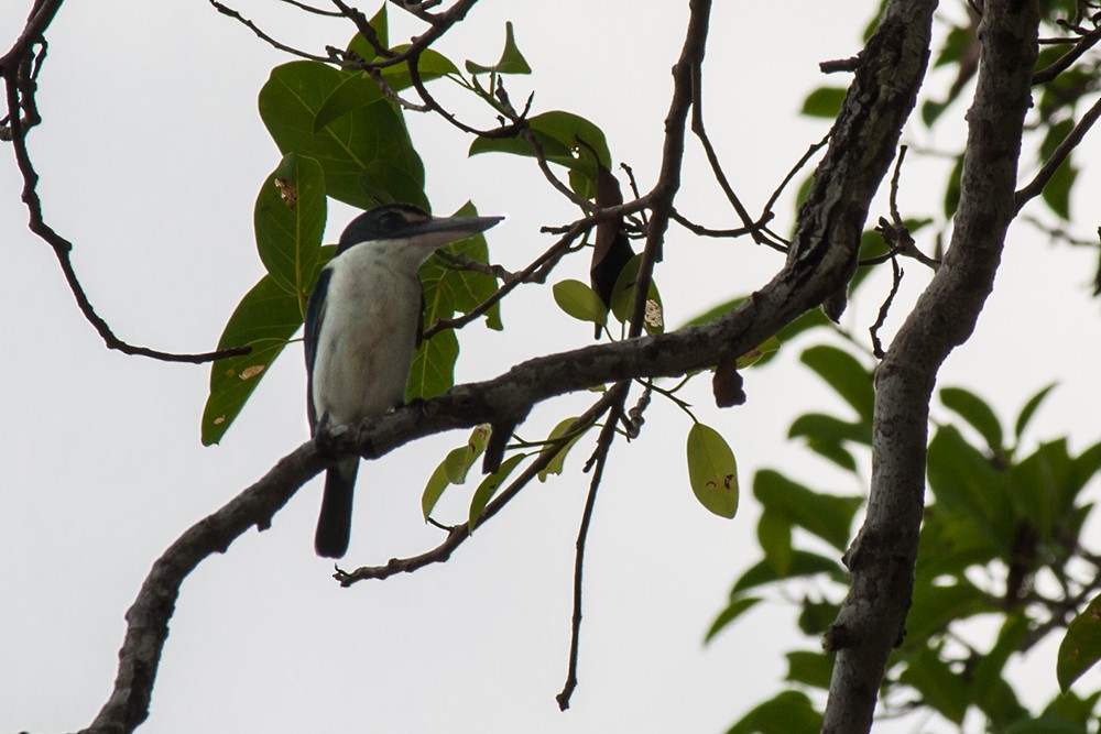 Collared Kingfisher - ML22665251