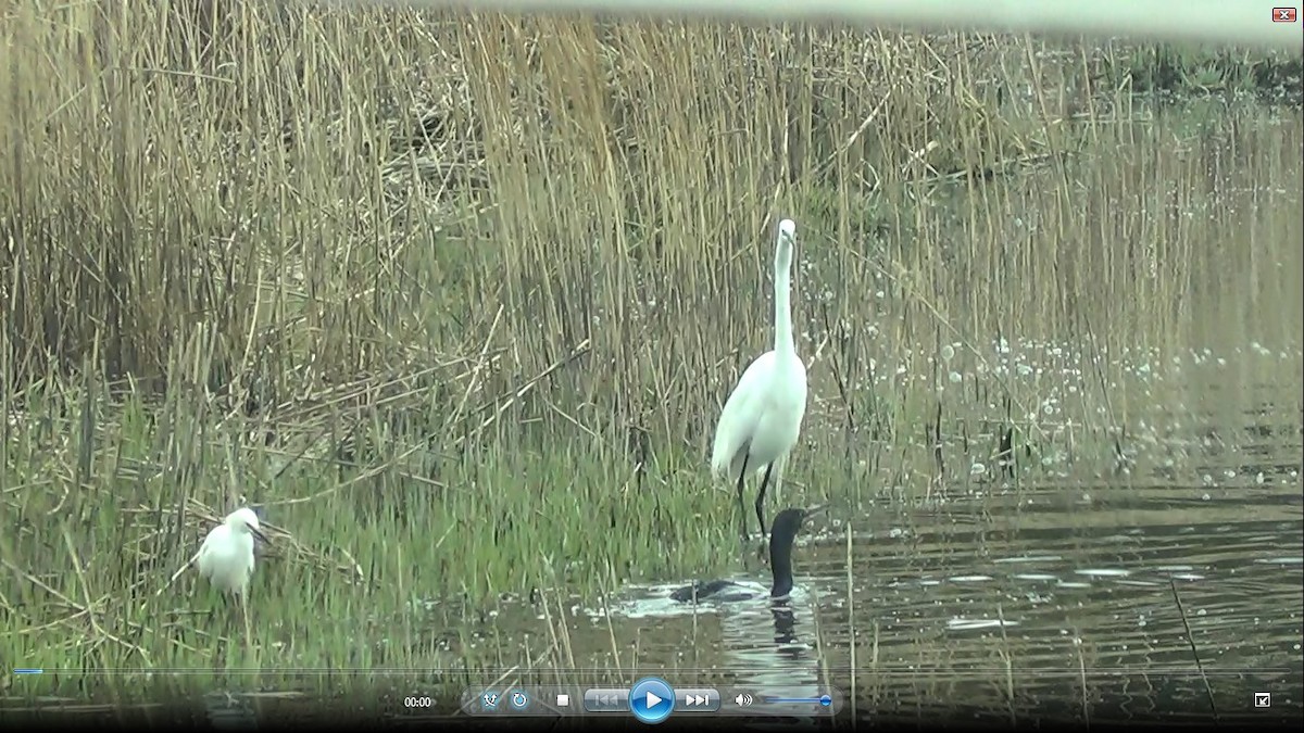 Snowy Egret - ML226655521