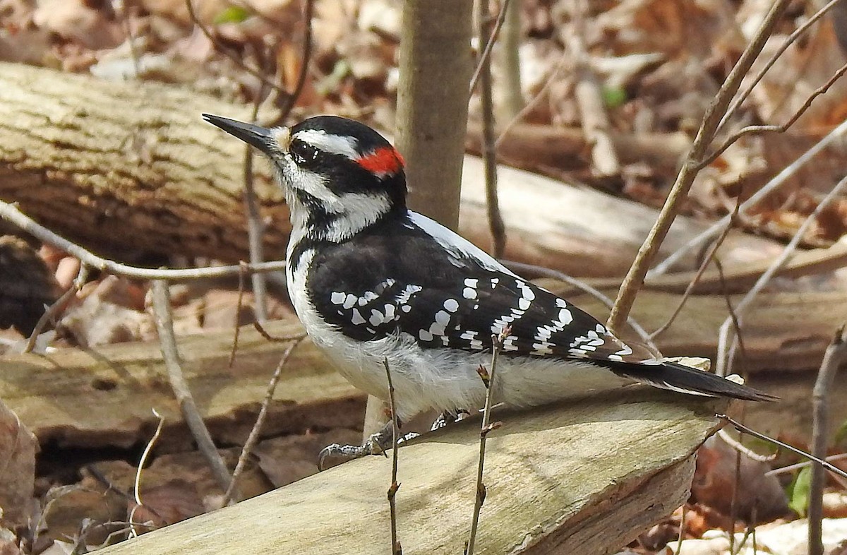 Hairy Woodpecker - ML226657411