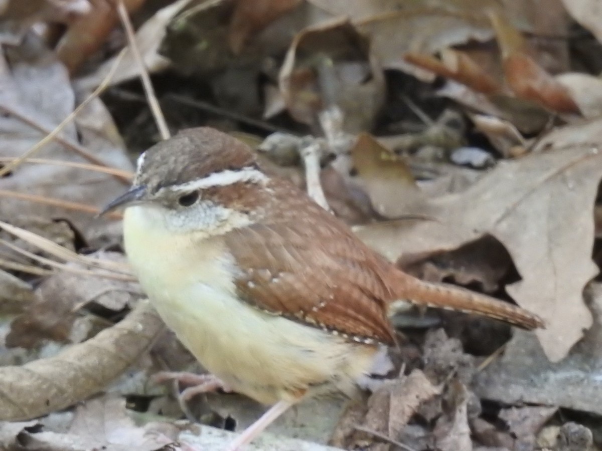 Carolina Wren - ML226657511