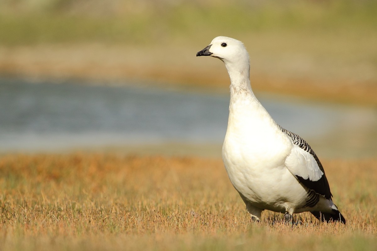 Upland Goose (White-breasted) - Pablo Andrés Cáceres Contreras