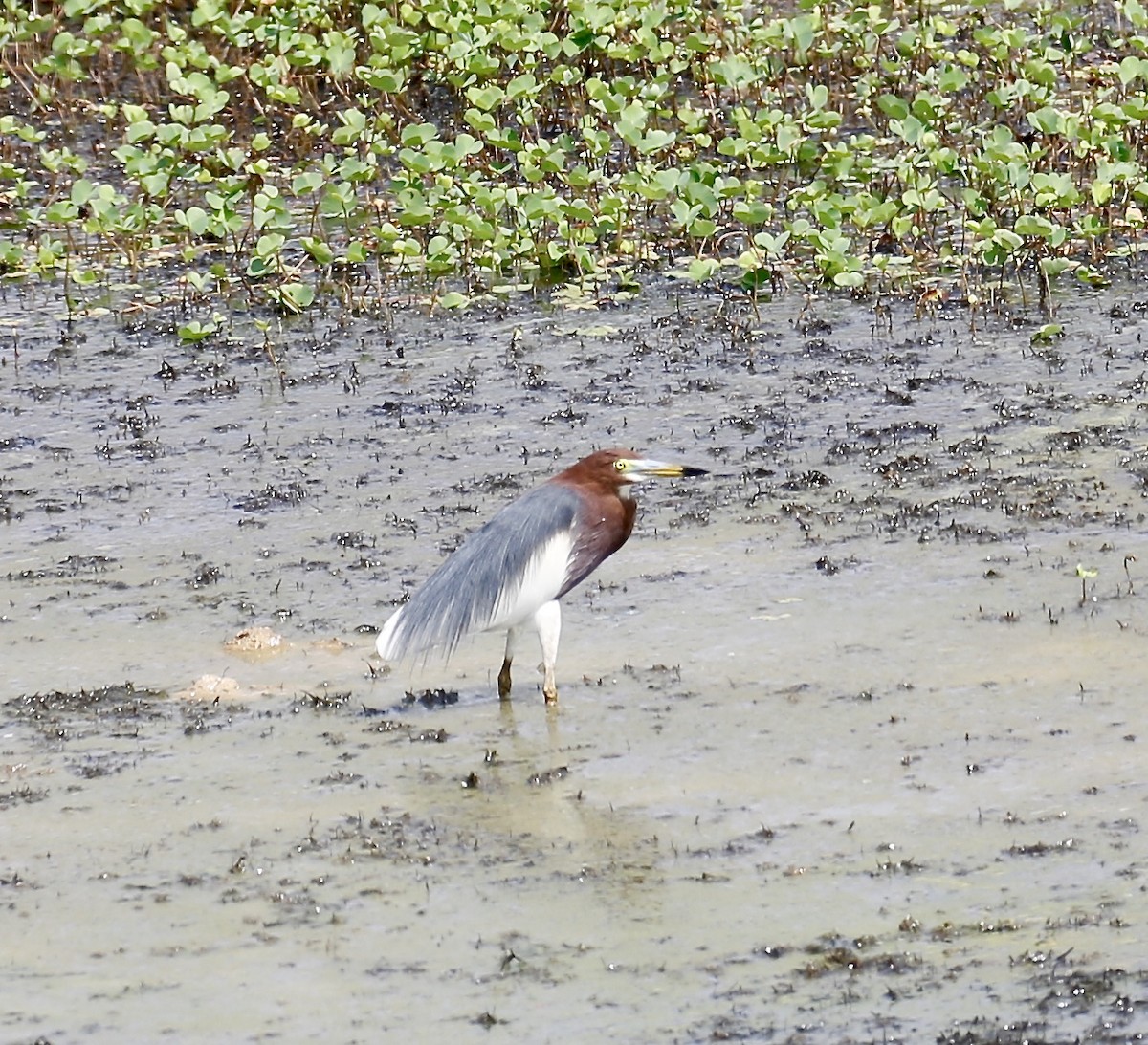 Chinese Pond-Heron - ML226657901