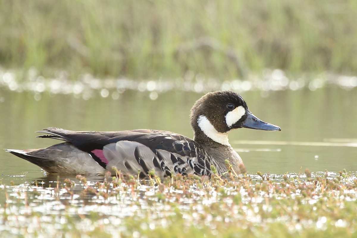 Canard à lunettes - ML226658111