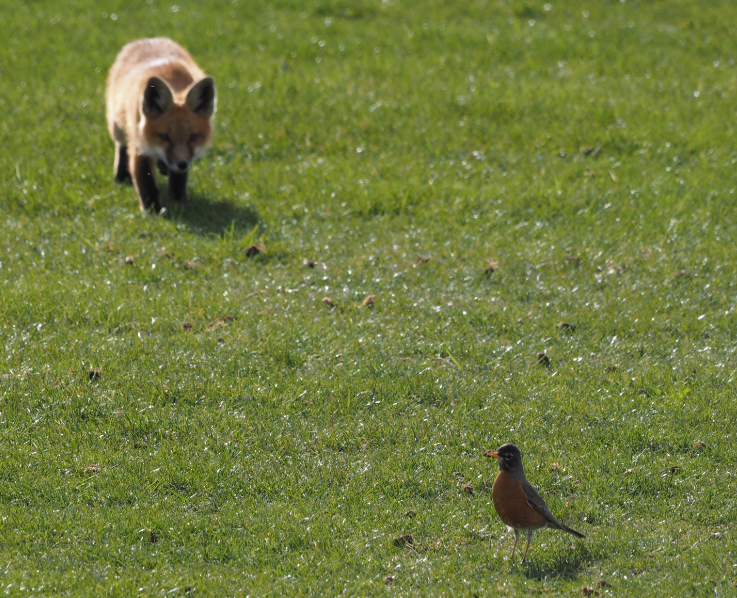 American Robin - Leslie S