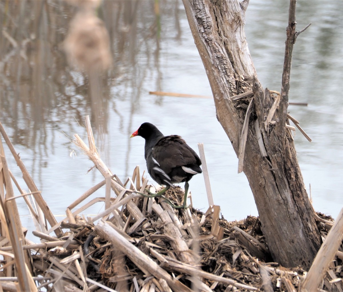 Gallinule d'Amérique - ML226660431