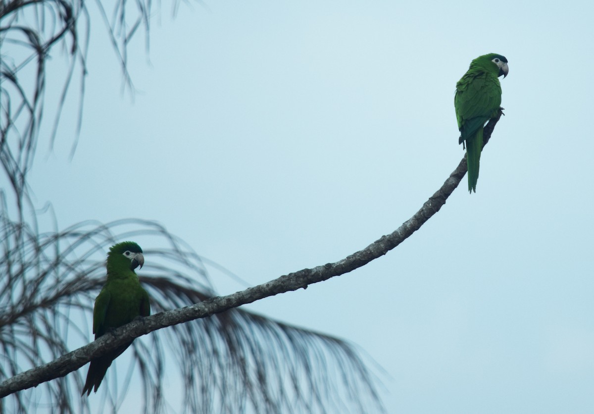 Red-shouldered Macaw - ML226661431