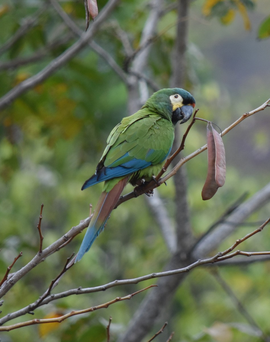 Blue-winged Macaw - ML226661481