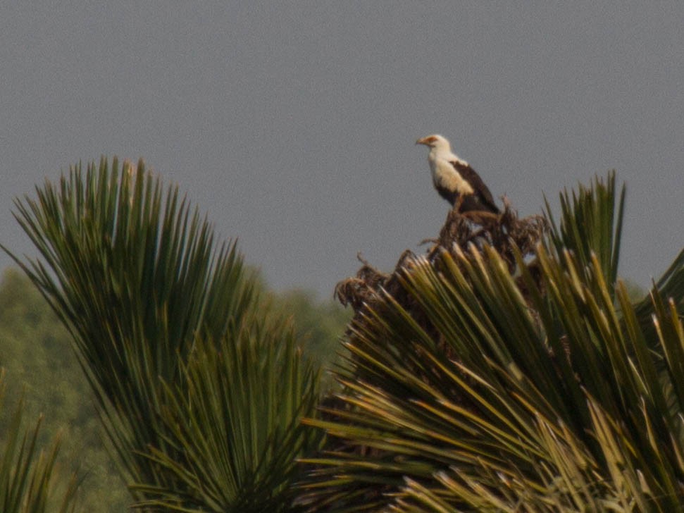 Palm-nut Vulture - ML22666151