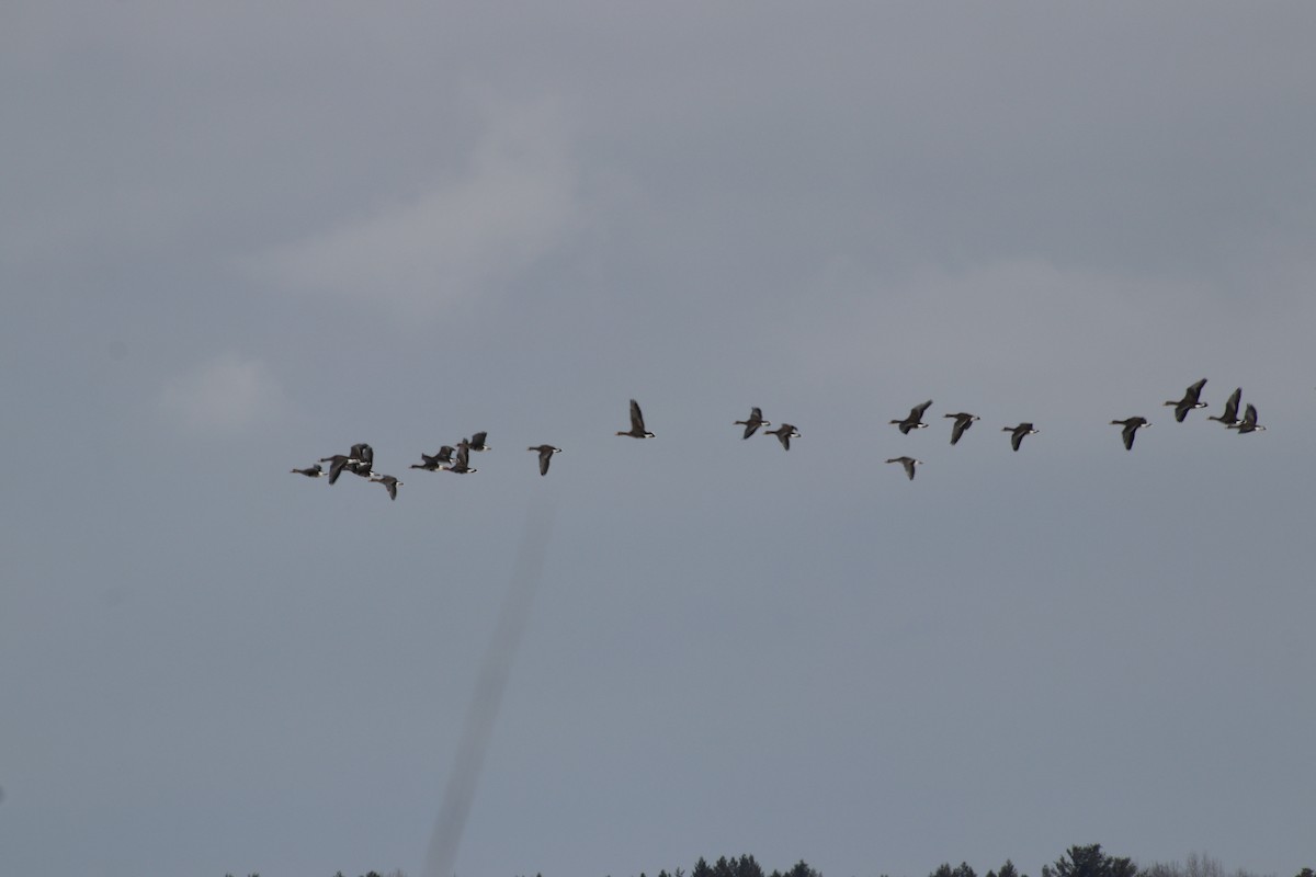 Greater White-fronted Goose - ML226662731