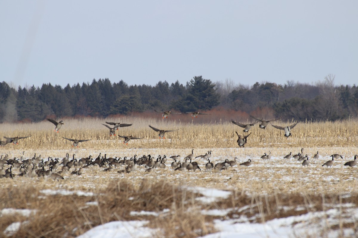 Greater White-fronted Goose - ML226662741