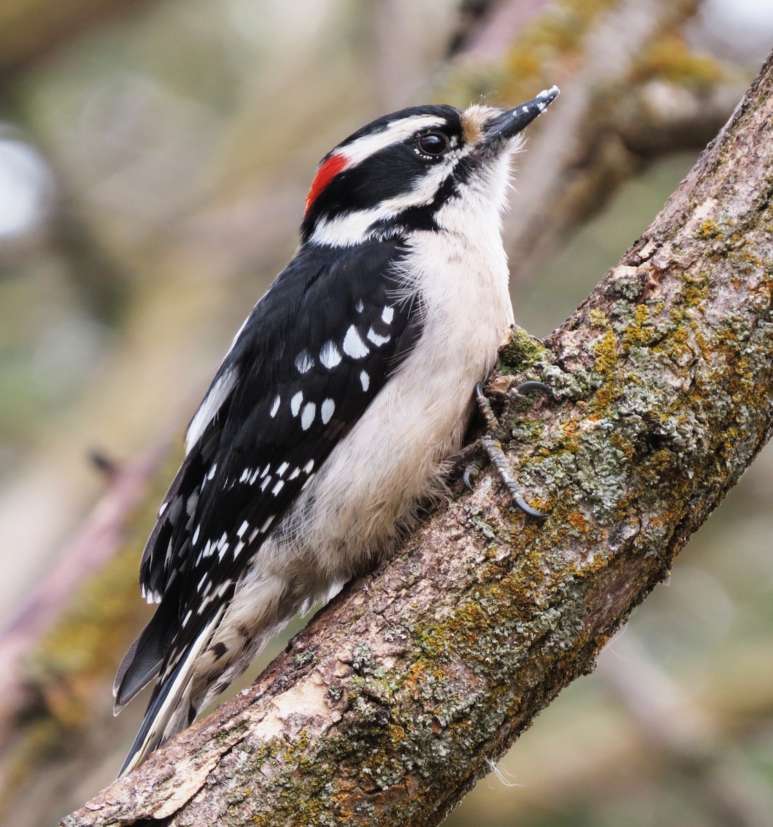 Downy Woodpecker - ML226662851