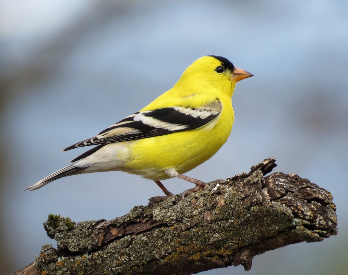 American Goldfinch - Alison  Hlatky