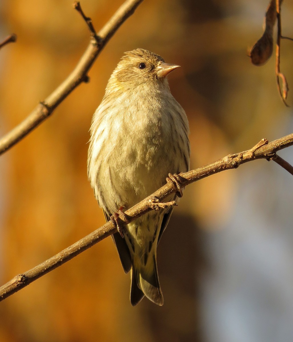 Pine Siskin - ML226663521