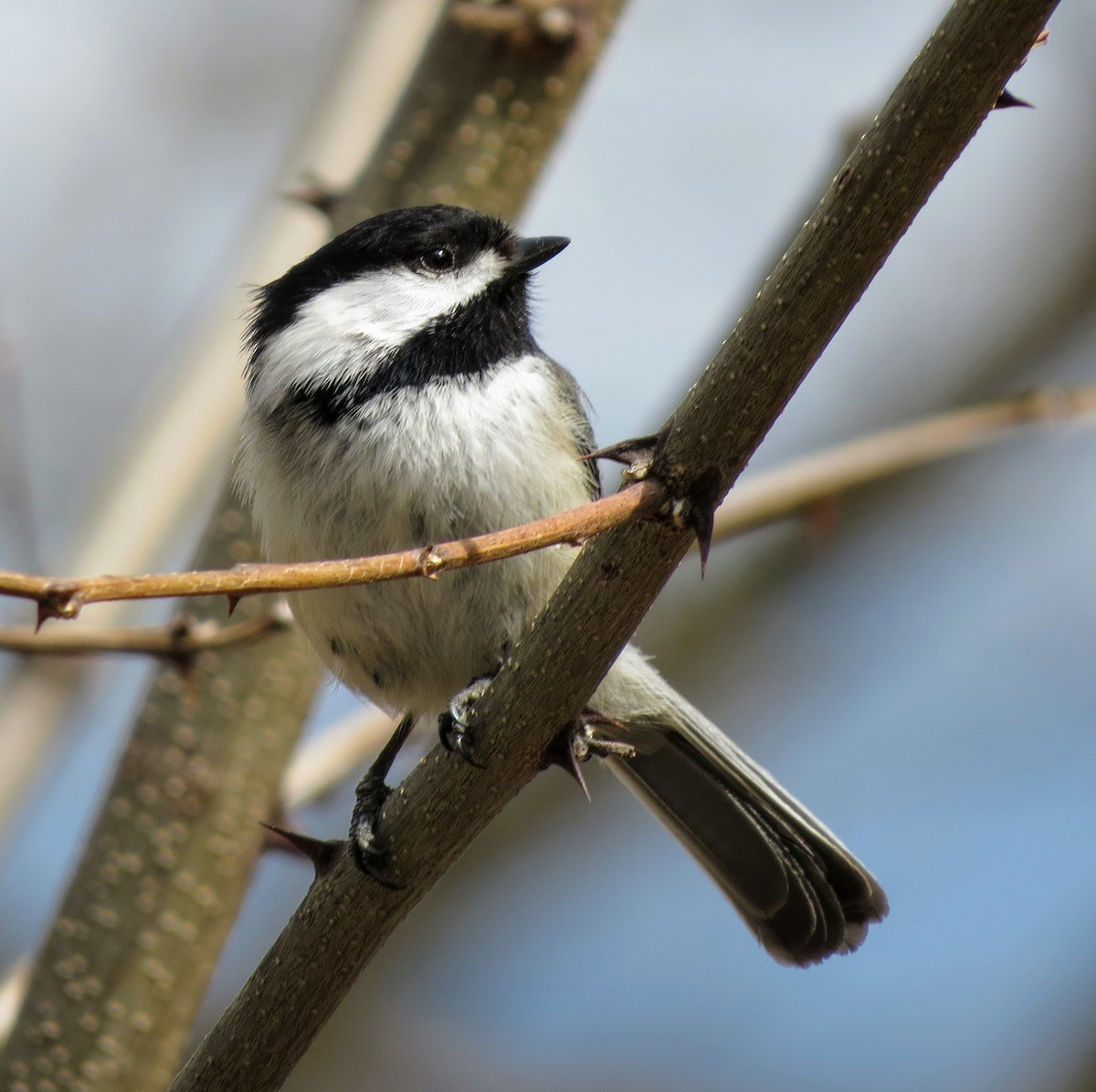 Black-capped Chickadee - Alison  Hlatky