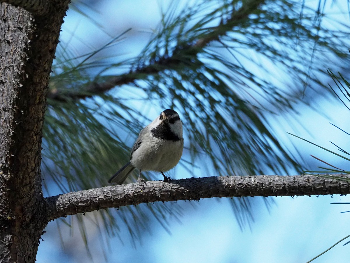 Mountain Chickadee - ML226663761