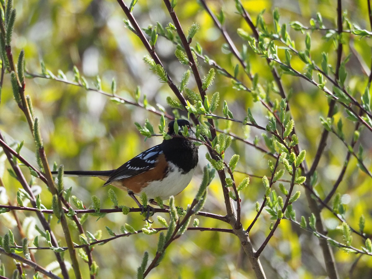 Spotted Towhee (maculatus Group) - ML226663771