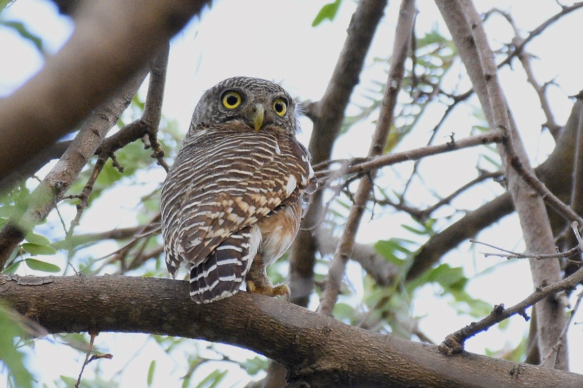 Asian Barred Owlet - ML226663791