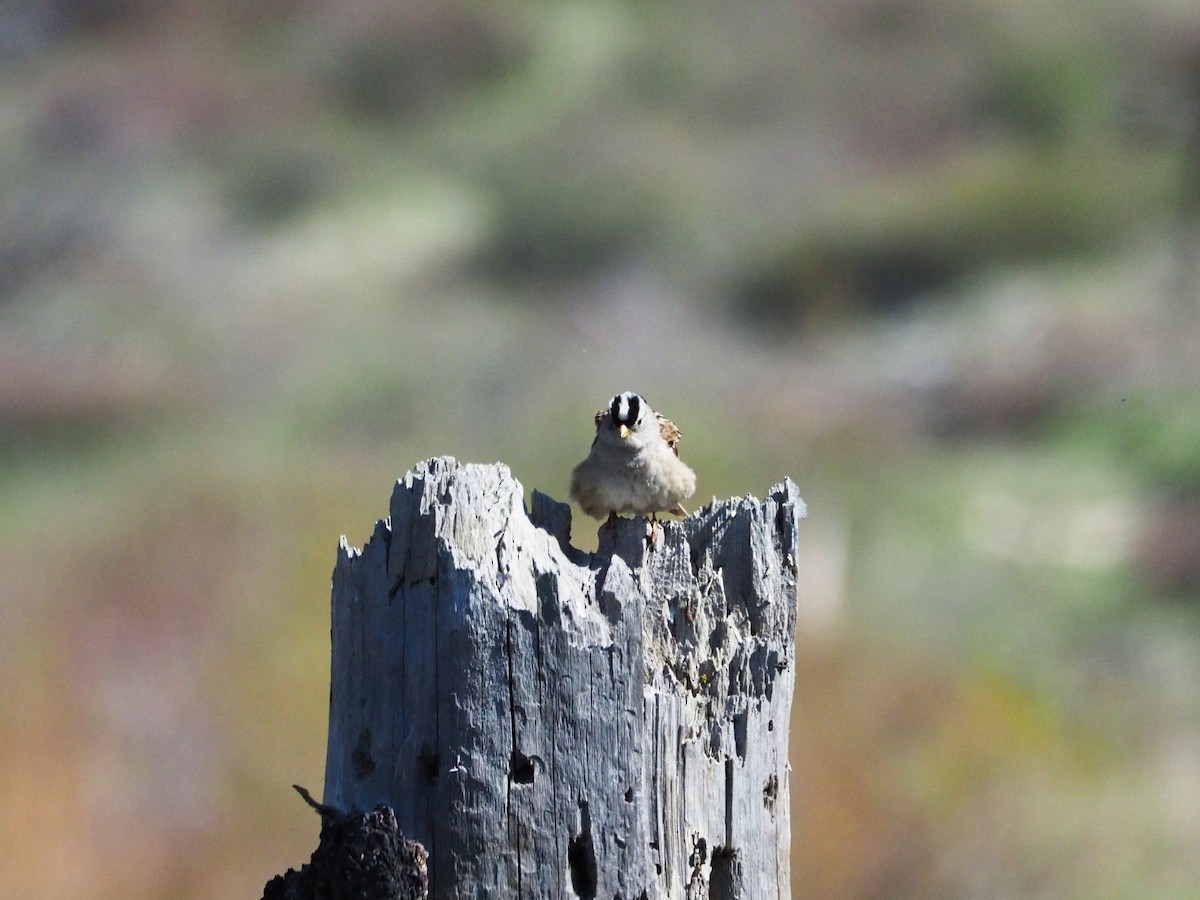 White-crowned Sparrow (pugetensis) - ML226663811