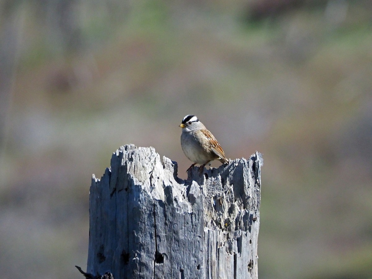 White-crowned Sparrow (pugetensis) - ML226663821
