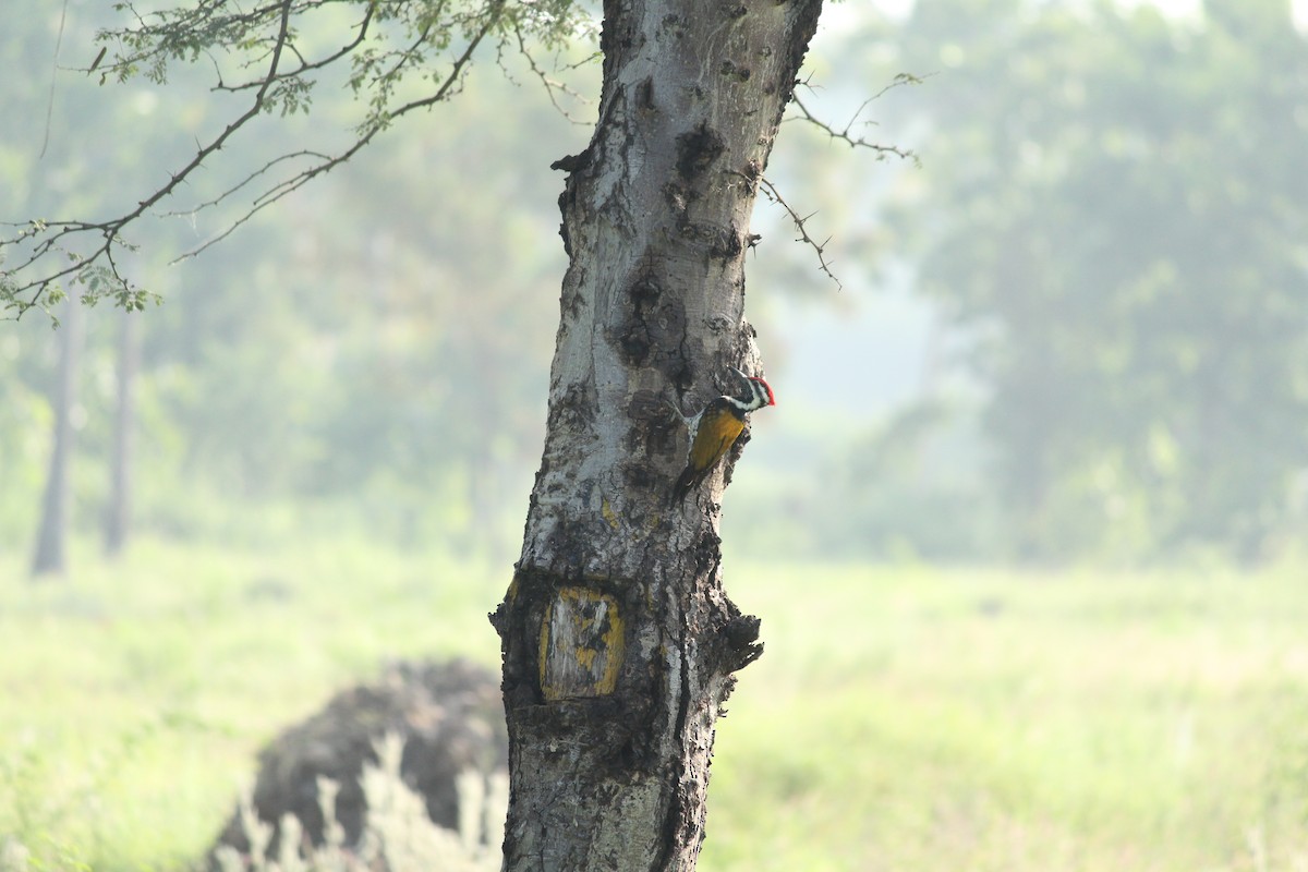 Black-rumped Flameback - Shanmugam Kalidass