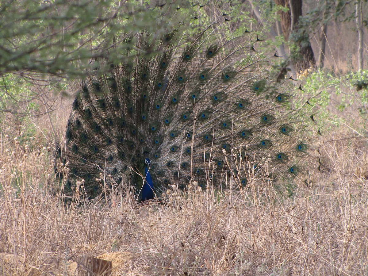 Indian Peafowl - Ramit Singal