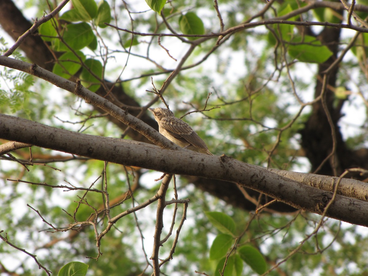 Common Woodshrike - Ramit Singal