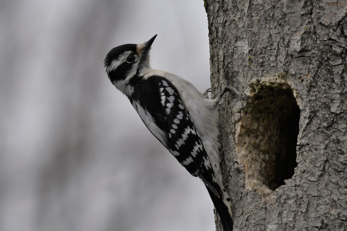 Downy Woodpecker - Paul Nale