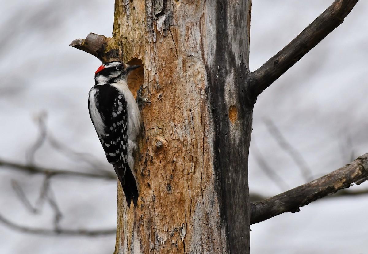 Downy Woodpecker - Paul Nale