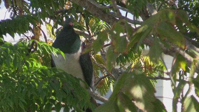 New Zealand Pigeon - ML226667941